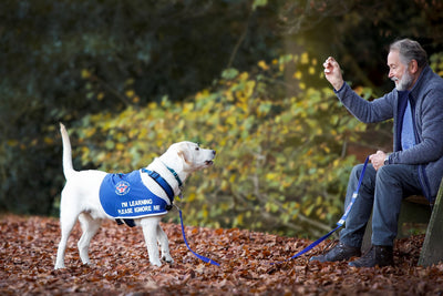 Celebrating 10 Years of Veterans With Dogs