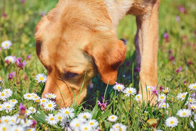 5 days to mindful dog walks