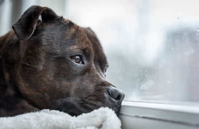 Dog lying down looking out of a window