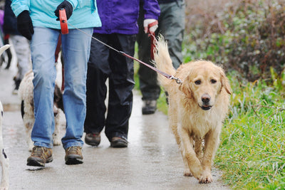 National Walk The Dog Day