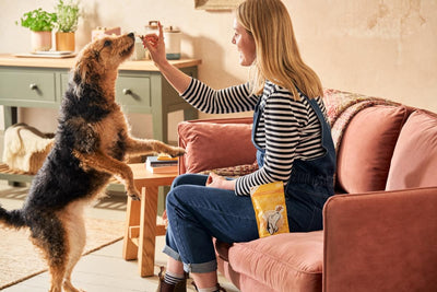 Best Dog Training Treats