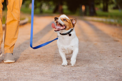 Loose lead walking
