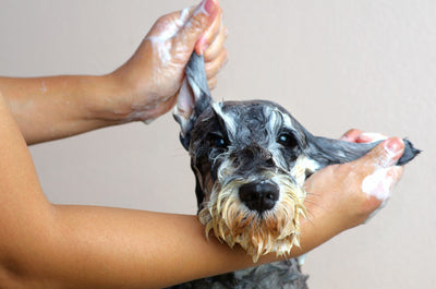 dog being shampooed