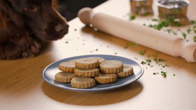 Homemade Dog Treat Recipes