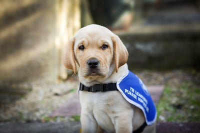 Introducing our very own Hero Pups Devon & Buddy