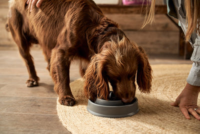 How to relieve dog’s itchy skin