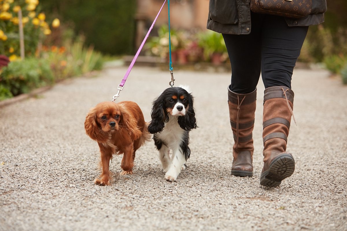 Tips on Leash Training a Puppy: Expert Tricks for Success