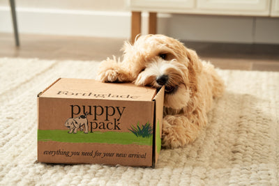 How to crate train a puppy