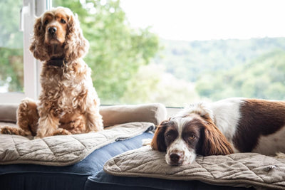 A day with the Salcombe Spaniels