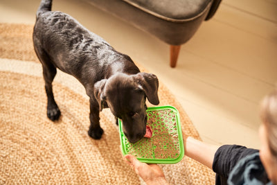 Puppy Teething 101: How to Help a Teething Puppy