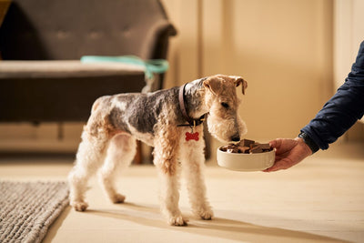 senior dog eating wet food out of a bowl held out by their owner's hand