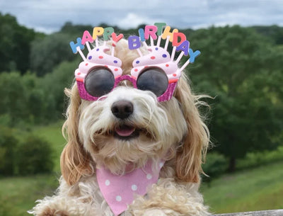 Dog wearing multicoloured birthday glasses and a pink spotty bib