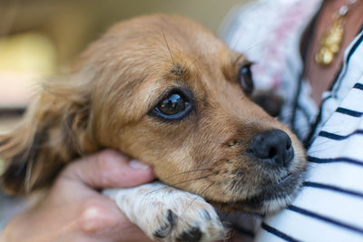 dog being held against a woman's chest in a cuddle