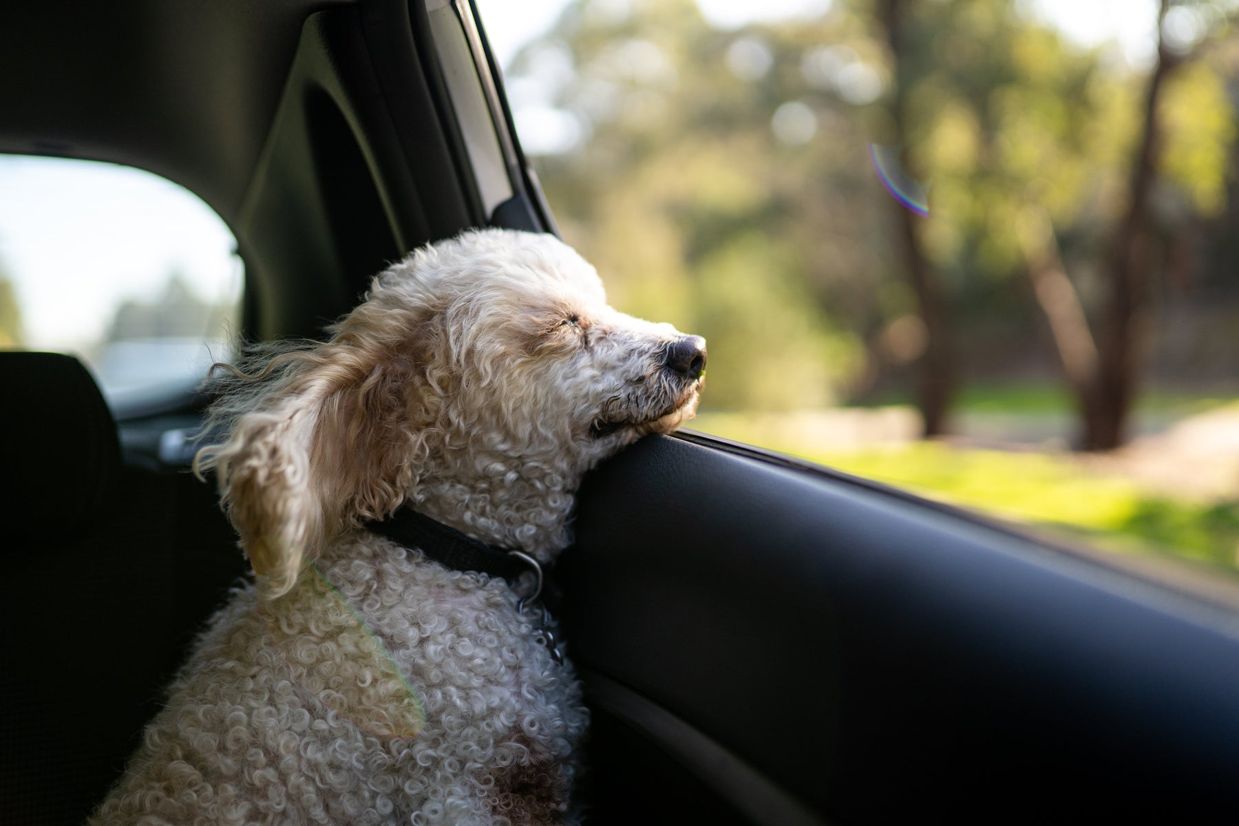 Dog Food Travel Essentials
