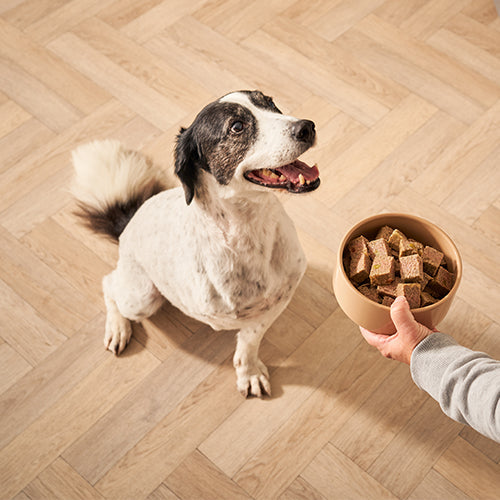 Senior Wet Dog Food Best Canned Food For Older Dogs Forthglade senior-wet-dog-food-best-canned-food-for-older-dogs-forthglade