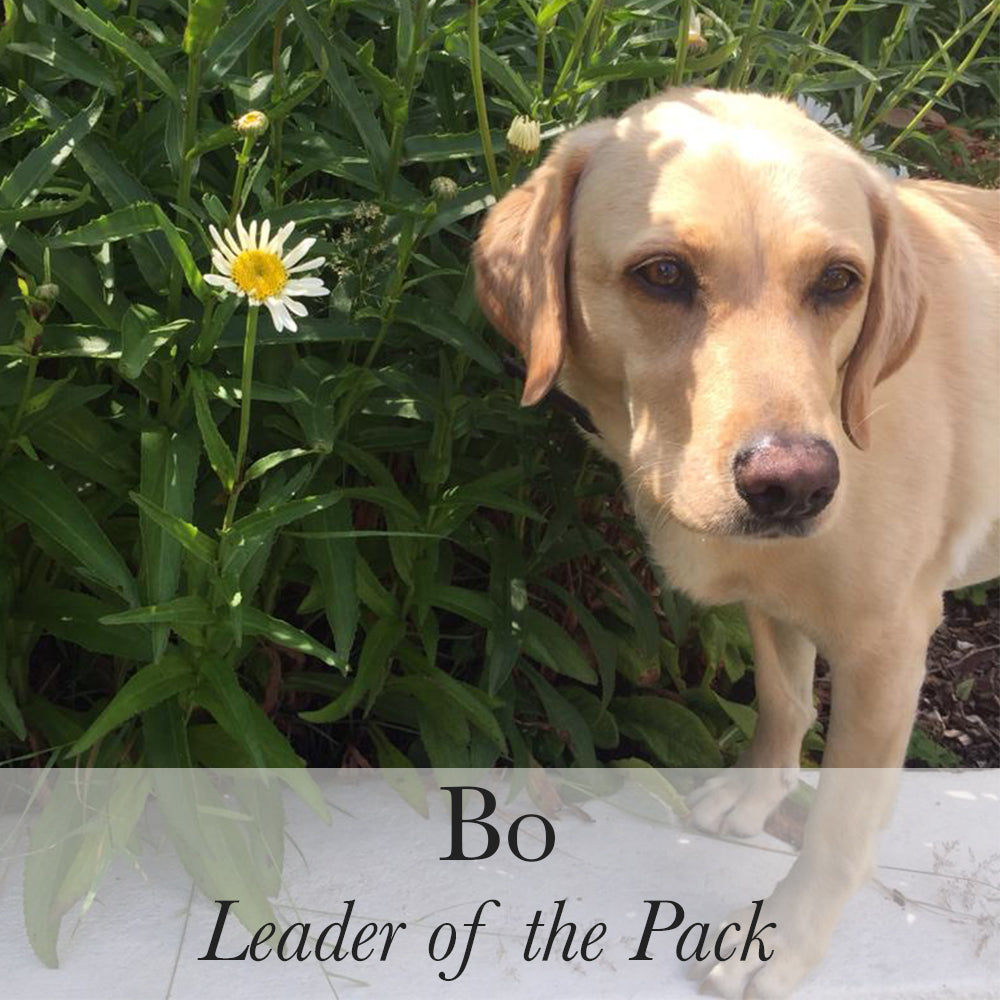 Bo Leader of the Pack