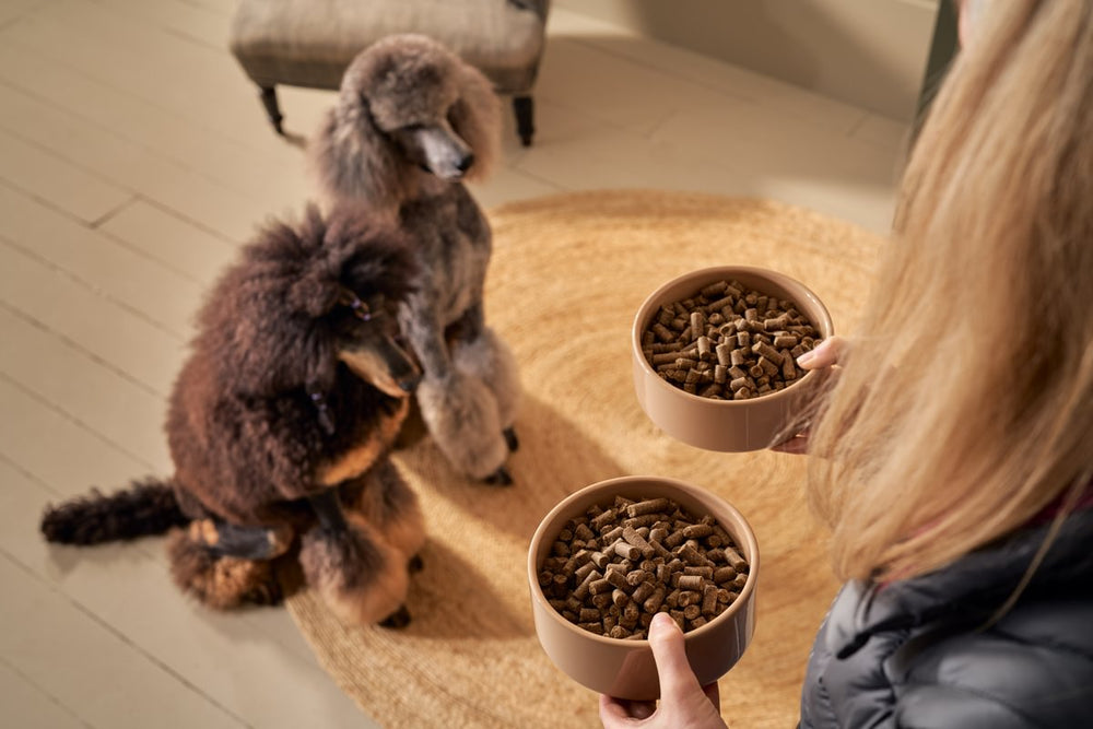 CP Bowl Dog 1 Medium 0ccab3b6 9c2a 4af9 b569 e6e56e2fe266