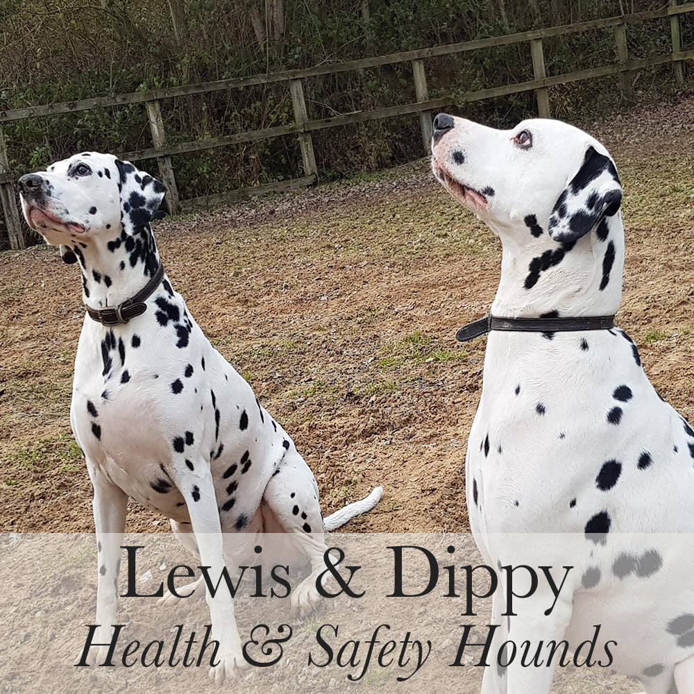 Lewis Dippy Health Safety Hounds