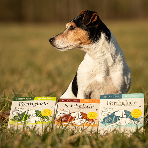 Senior Ambassadog 1