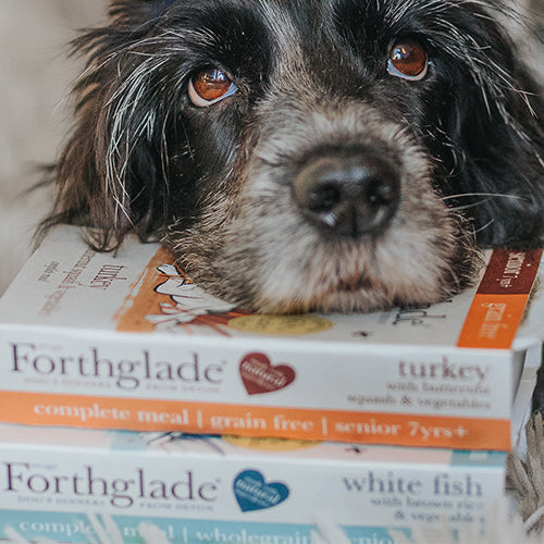Senior Ambassadog 3