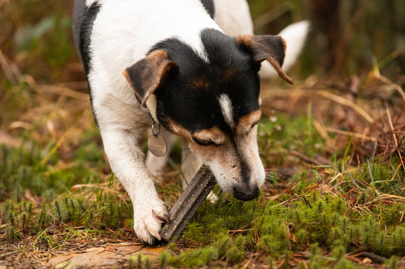 charlesthejrt Medium 69b0aa76 8e45 4832 8bbe 5d4afec481f0