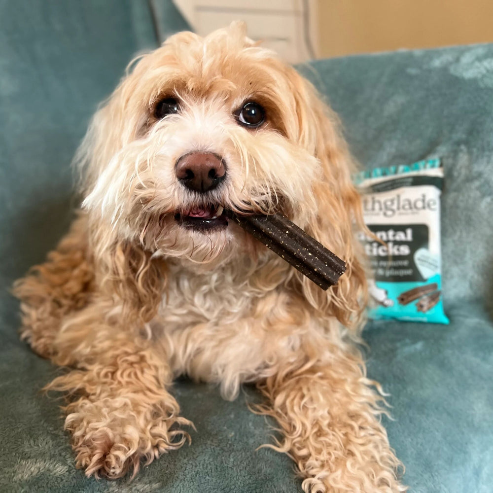 cookiethecockerpoo Shopify Product