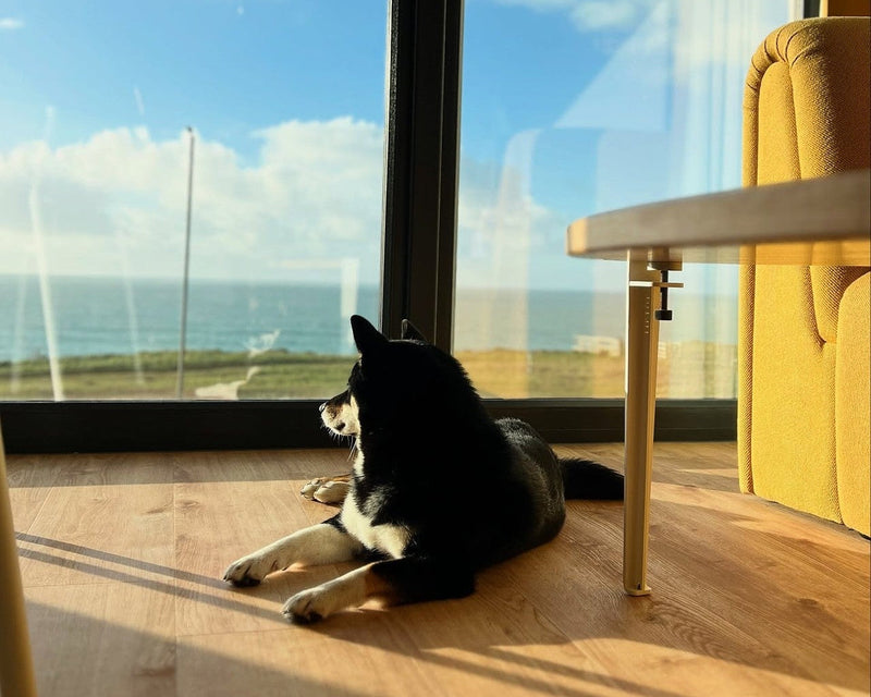 househomo dog ocean view studio