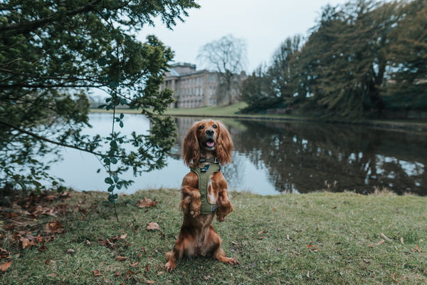 woofwagwalk x National Trust Holiday Cottages Large 3a9f285c 6df8 4f5e b2e1 4d1784f08c1e