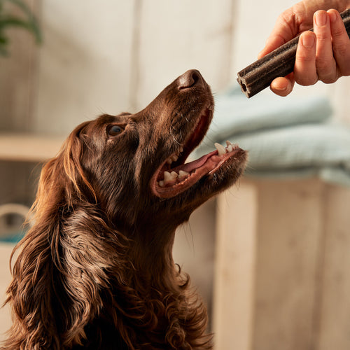 Plant Based Dog Dental Sticks