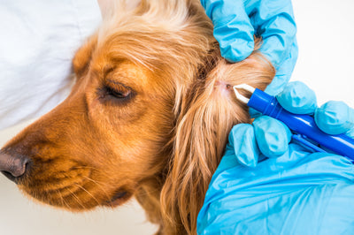 a tick being removed from a dog by someone wearing surgical gloves and using a special pair of tweezers