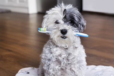 Dental care for dogs