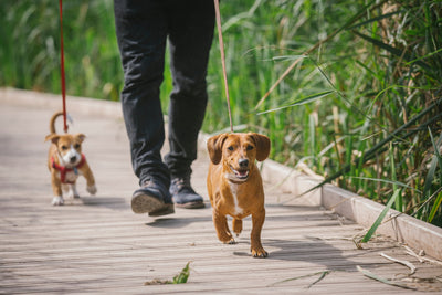 Why Do Dogs Eat Poop & How To Stop Them?