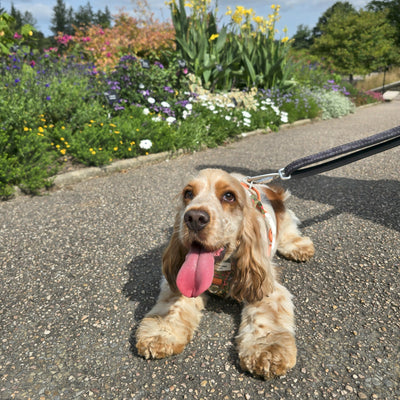 A paw-friendly trail launched: Celebrate our new partnership with RHS Garden Rosemoor