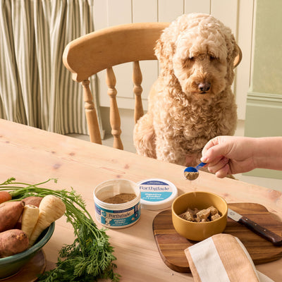Best Dog Food For Sensitive Stomachs