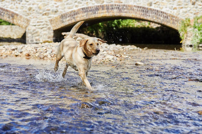 Dog walking through water near a bridge