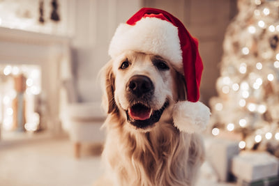 Christmas dangers