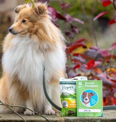 Grab your pooch a passport and go exploring together!