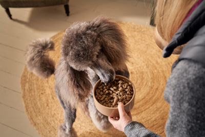 What is Cold Pressed Dog Food?