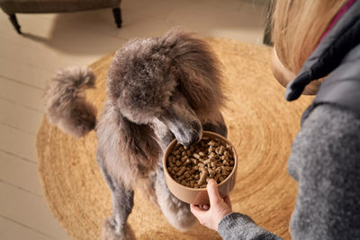 How Long Does it Take a Dog to Digest Food?