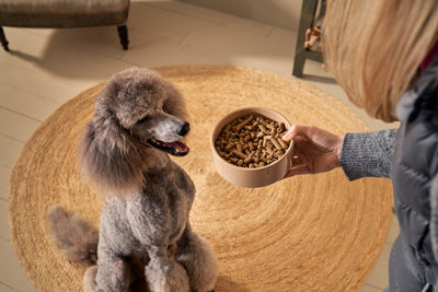 How can I get my dog to eat dry food?