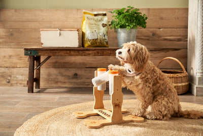 Brain Games for Dogs