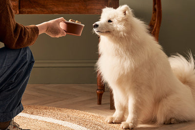 What is the best dog food for anal gland problems?