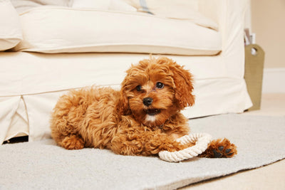 How To Stop Your Puppy Crying At Night