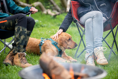 dog sat on the grass near a campfire and people sat on camping chairs