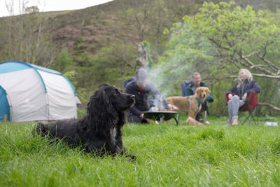 Tips for (Stress-Free) Camping With Your Dog | Forthglade