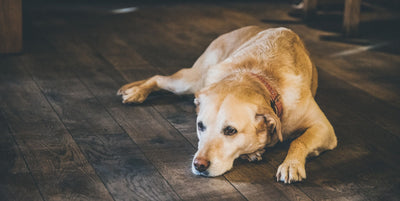 Why is my dog being sick?