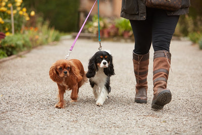 How do you Train a Puppy to Walk on Leash?