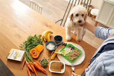Brain Games for Dogs