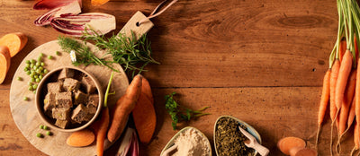 Does my dog have a food allergy?