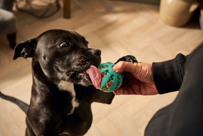 How to Stop Your Puppy From Biting: Tips and Tricks